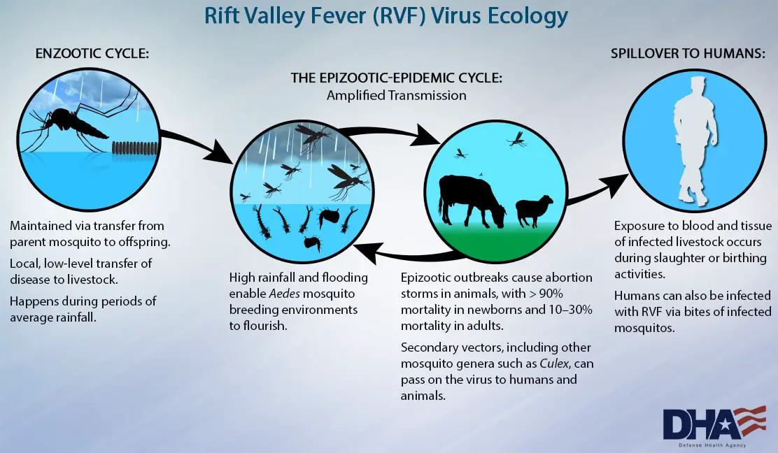 what is valley fever disease