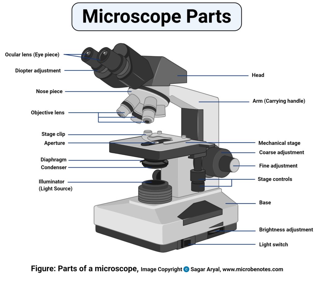 Microscope: History, Types, Uses and Functions